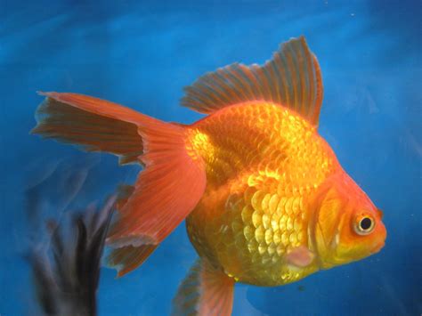 Goldfish Goldfish Aquarium Fish Beautiful Fish