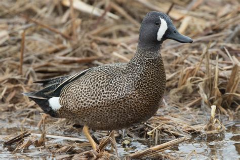 Blue Winged Teal Male Jeremy Meyer Photography