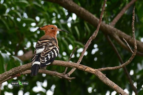 Common Hoopoe Joys Of Birding