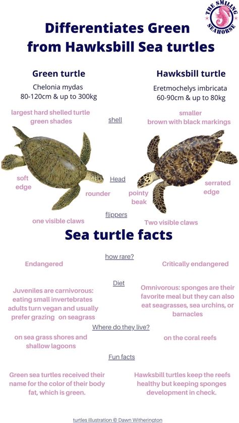 What Are Some Fun Facts About Green Sea Turtles