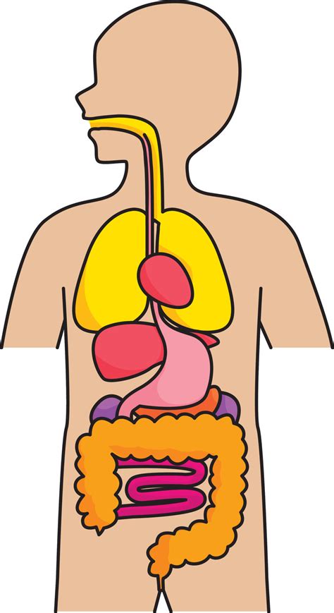 Internal Organs Of The Human Body 9567051 Vector Art At Vecteezy