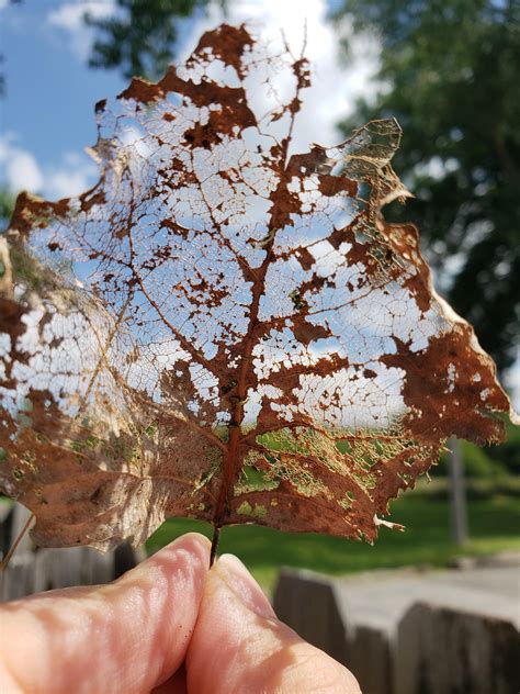 How this disintegrating leaf reveals the intricacies of its structure ...