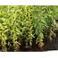 Bonsai Beginnings Bald Cypress Seedlings  Six Months