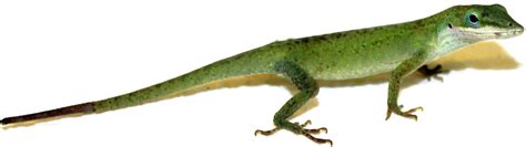 New Understanding Of Lizard Tails Could Allow Humans To Regrow Body Parts