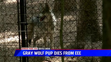 Rare Gray Wolf Pup Dies From Eee Virus At Binder Park Zoo