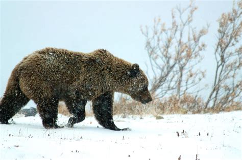 Grizzly Bear On Snow In Denali Stock Photo Image Of Tundra Brown