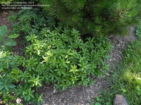 Plant Identification Low Growing Evergreen Groundcover 1 By Weerobin