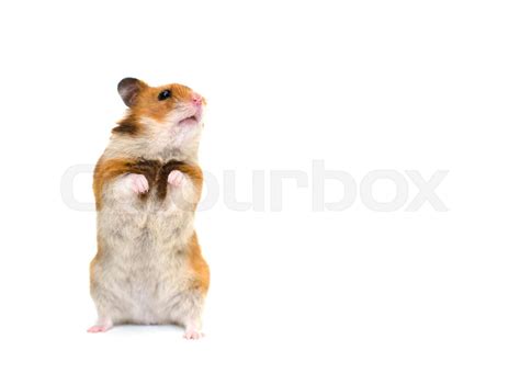 Hamster Stock Image Colourbox