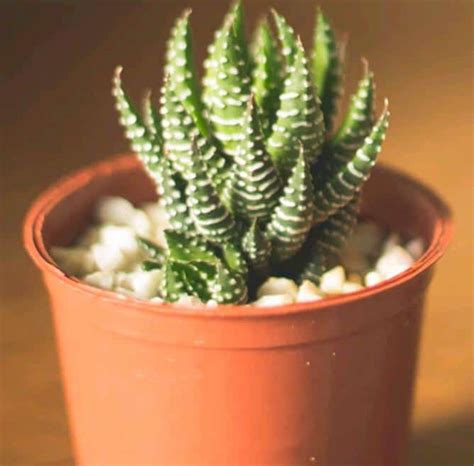Top 12 Low Light Succulents And Cacti Succulent Plant Care
