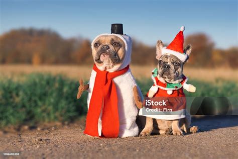 Pair Of Adult And Puppy French Bulldog Dogs Dressed Up With Funny