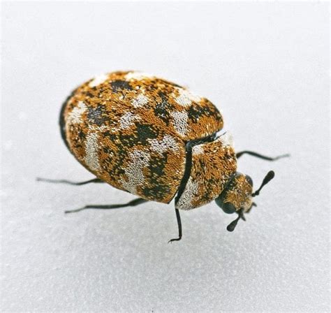 Carpet Beetles Treatment And Types Abc Termite And Pest Control