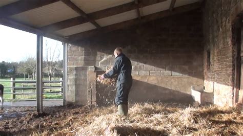 Bedding Down Young Cattle With Wheat Straw Youtube