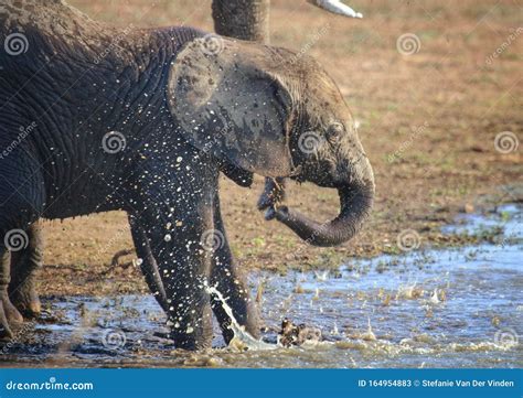 Baby Elephant Playing In The Water Stock Image Image Of Bush