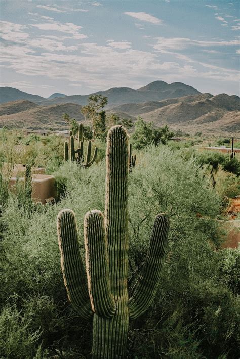 Arizona Cactus Pictures Download Free Images On Unsplash