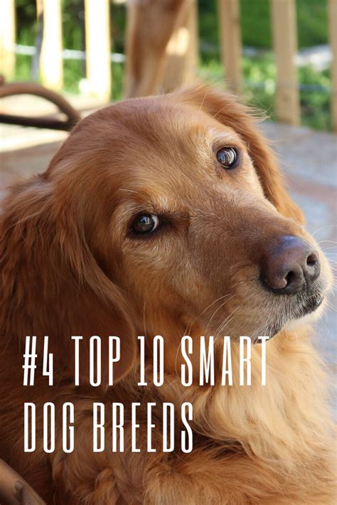 Top 10 Smart Dog Breeds Most Intelligent Dogs Smartest