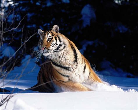 Hq Wallpapers Siberian Tiger Wallpapers
