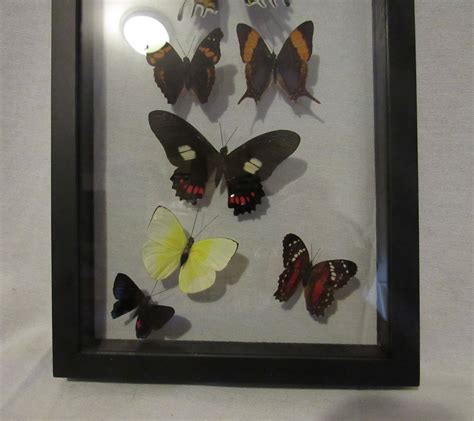 Framed Butterfly Display Includes 7 Elegant And Colorful Etsy