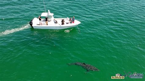 huge great white shark off cape cod ma 8 11 2019 youtube