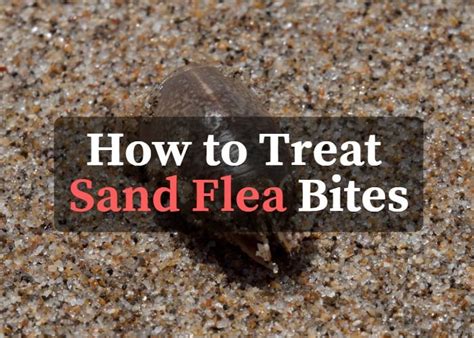 Sand Fleas Bitten Treats Sweet Like Candy Goodies Sweets Snacks