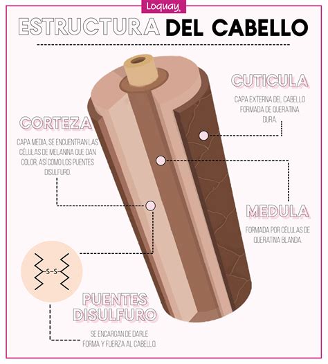 ¿cómo Es La Estructura Del Cabello