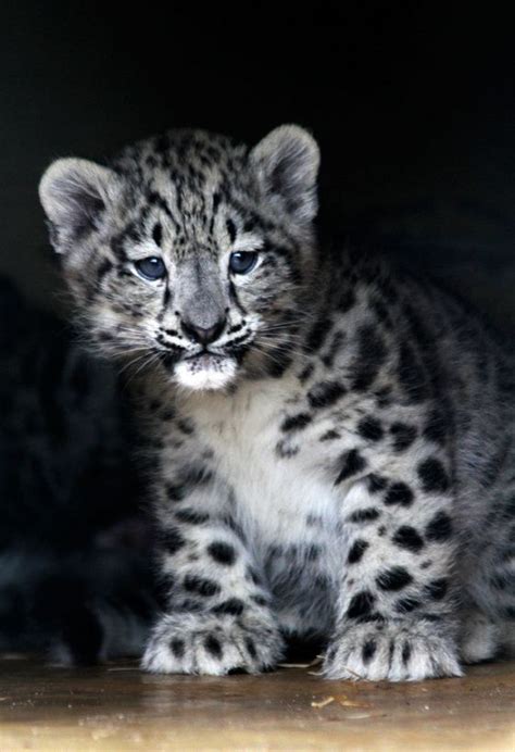 118 Best Snow Leapards