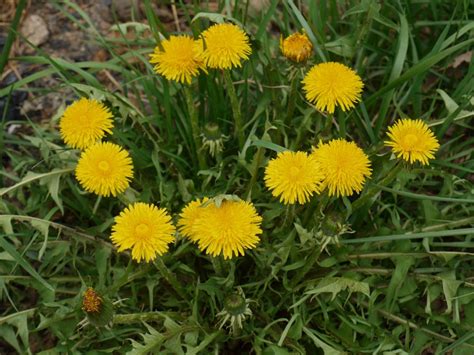 Its leaves lie close to the ground, but its flower stems extend far above the leaves and grow rapidly. Dandelion and cat's ear | Identify that Plant