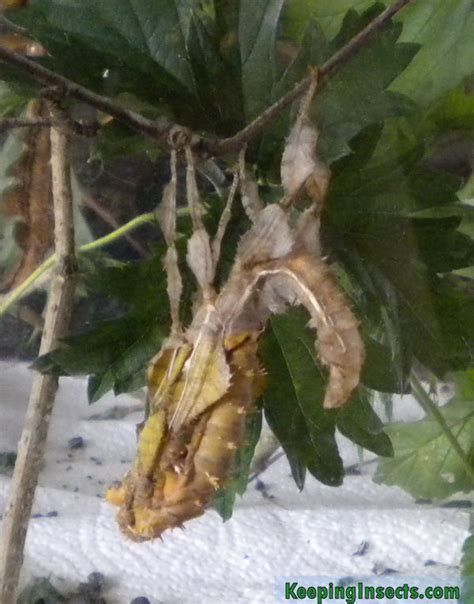 How to remove spider mites. General facts about stick insects | Keeping Insects
