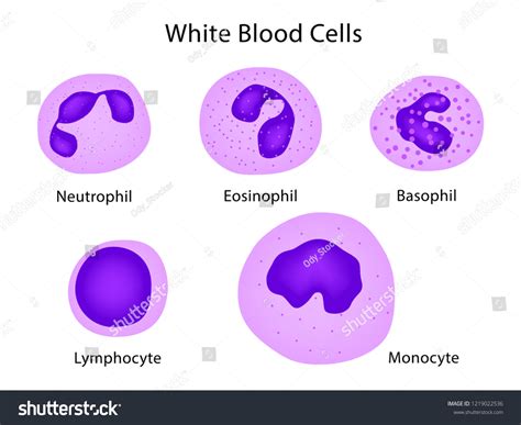 Types White Blood Cells Neutrophil Eosinophil Stock Vector Royalty