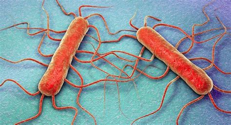 Listeria Monocytogenes Its Discovery And Naming Earthworm Express