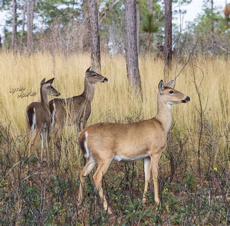 White Tailed Deer Imagine Our Florida Inc