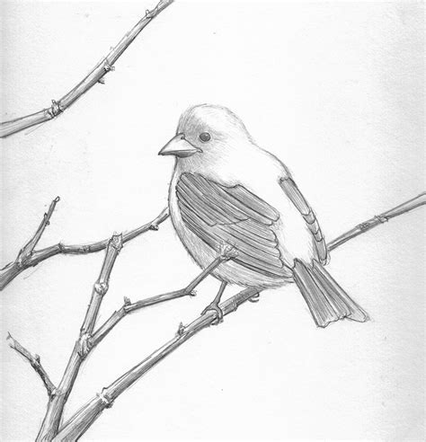 Pretty Good Blog Bird Pencil Drawing Scarlett Tanager