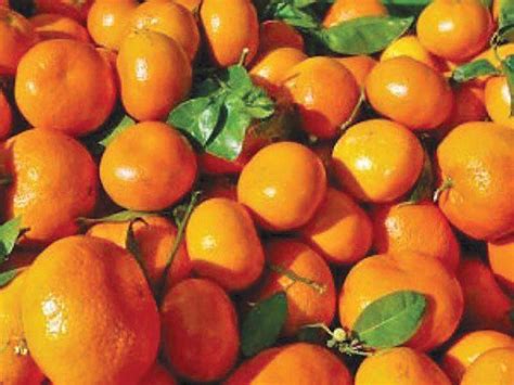 Citrus Production Sargodhas Orange Farms Endangered By Diseases In