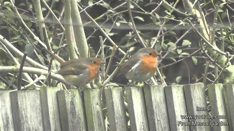 Robins In My Garden With Their Beautiful Calls Youtube