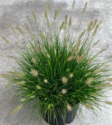 Coastal Design Landscaping Reviews Github Small Ornamental Grasses For