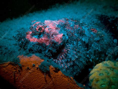 Scorpion Fish Underwater Fluorescence Stock Image C0137263