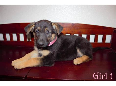 6 Beautiful Purebred German Shepherd Puppies Boise Puppies For Sale