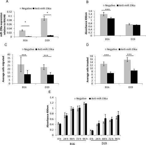 functional effects of anti mir 196a in hnscc derived cell lines 4a download scientific