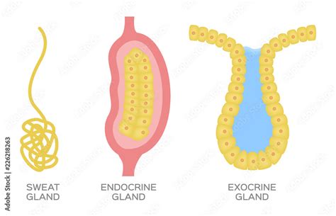 Epithelial Gland Endocrine Exocrine And Sweat Gland Vector Stock