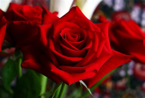 Shallow Focus Photography Of Red Flowers Rose Hd Wallpaper Wallpaper