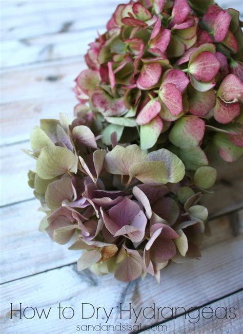 Make your own dried hydrangea arrangements using this simple method of vase drying. How to Dry Hydrangeas - Sand and Sisal