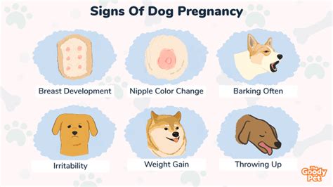 Can A Dog Tell If Youre Pregnant