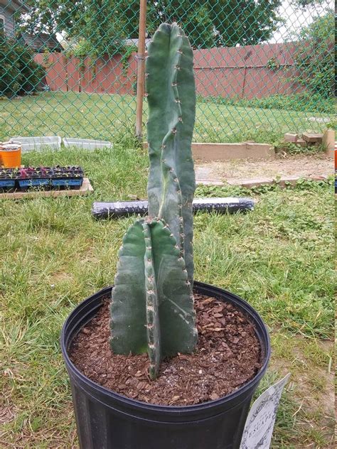 10 mistakes beginners make with san pedro cactus. Peruvian torch? - The Ethnobotanical Garden - Shroomery ...