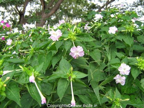 A pink flower is heterozygous and have a genotype of rr. Four O Clock Flowers | Sanje Mallige | Gardening | Perennials