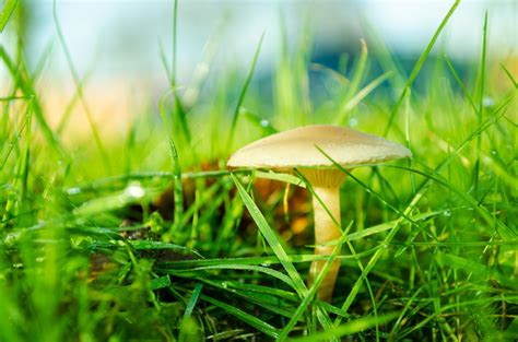 Mushrooms In The Grass Free Stock Photo Public Domain Pictures