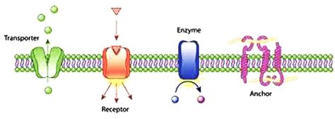 Endocrine System, Nervous System and Hormonal Reactions NEET Notes | EduRev