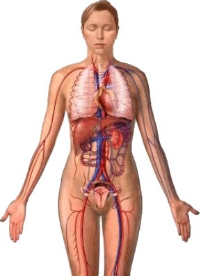 Body diagram female illustrations & vectors. Is Infertility a Disease? | IVF1