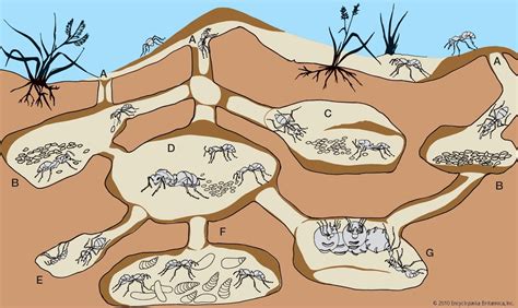 101 Proofs For God 46 Ants Ant Colony Ants Science Images