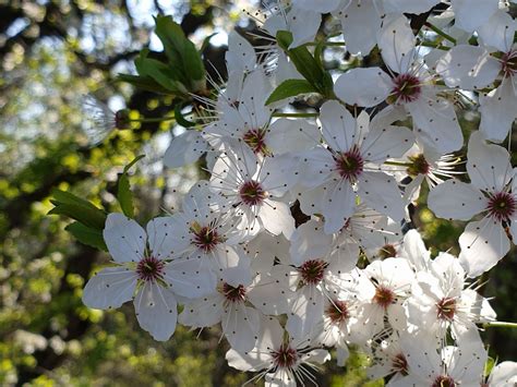 Cherry Blossoms Blommar Gratis Foto På Pixabay Pixabay