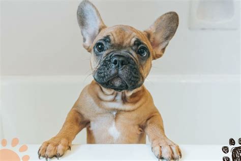 Petlity Your French Bulldog Resource Center