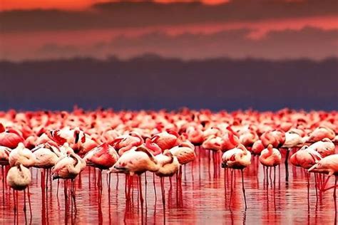For Some Its Called Lake Natron For Others Its Called The Lake